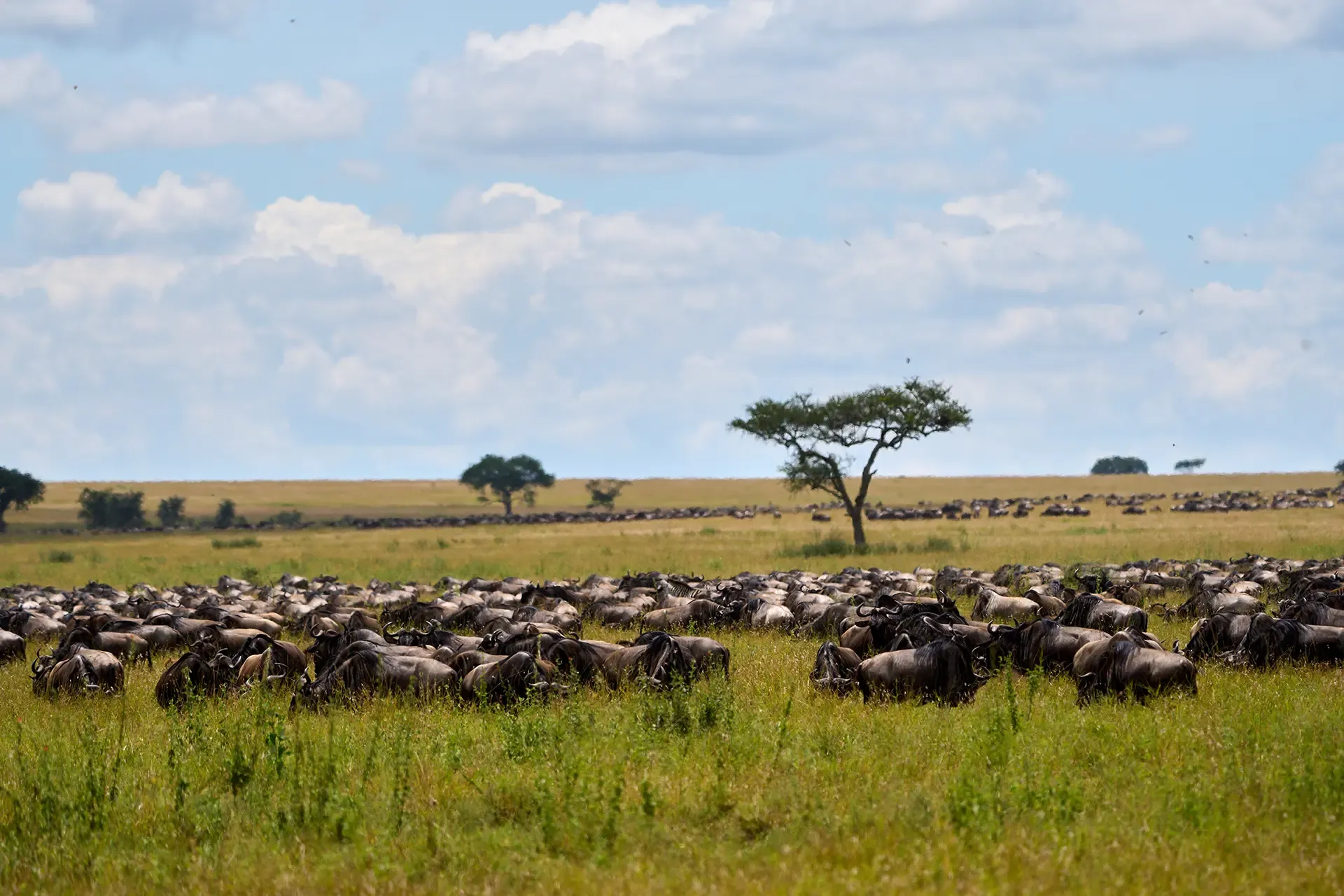 imageye___-_imgi_28_wildebeest-herd-grazing-in-open-grassland
