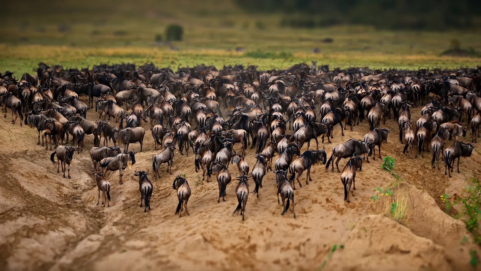 imageye___-_imgi_30_group-of-wildebeest-in-masai-mara