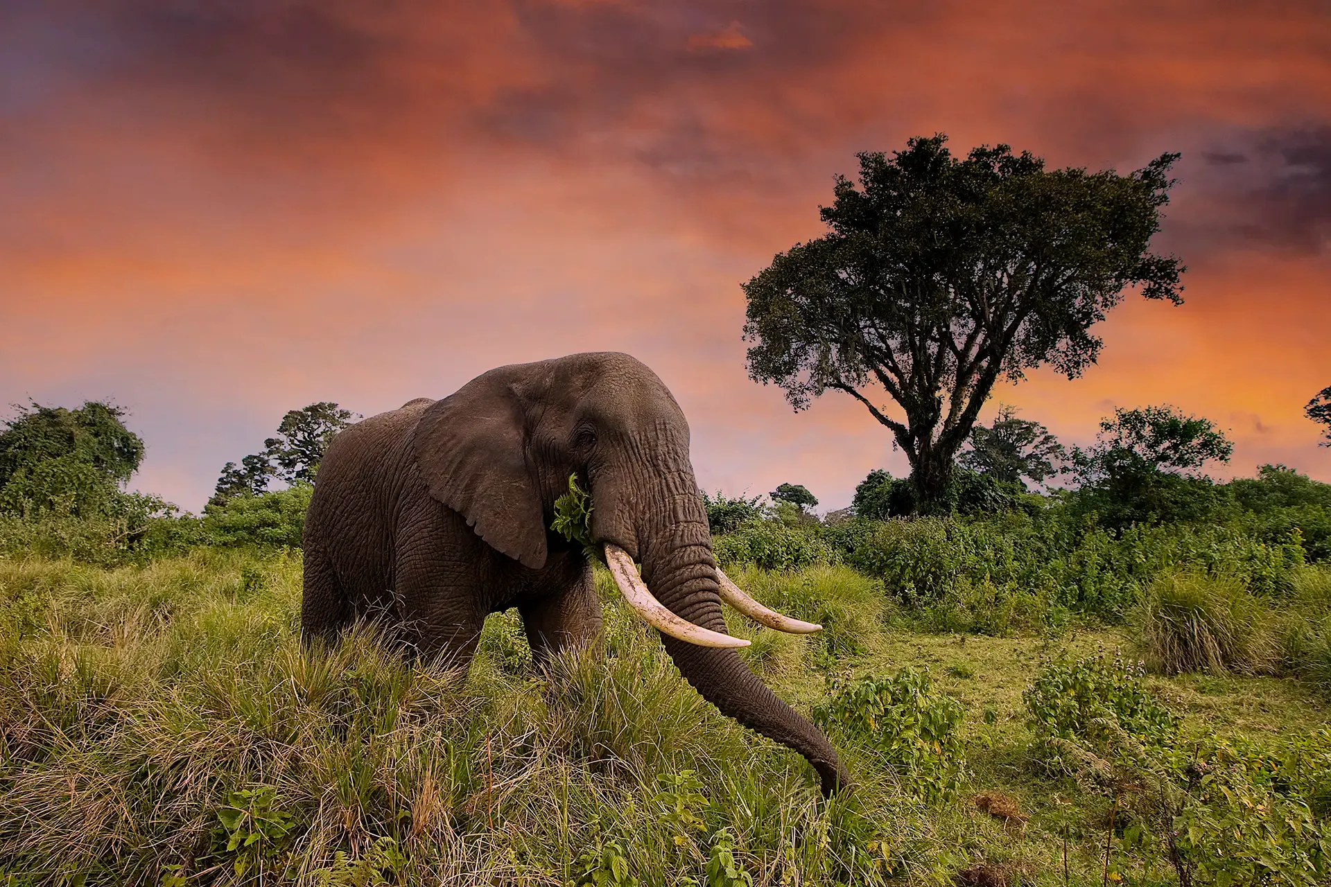 imageye___-_imgi_30_wild-elephant-in-tanzania-east-africa