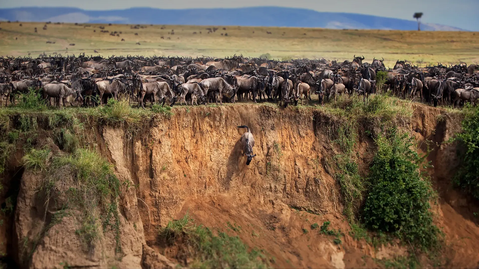 imageye___-_imgi_32_group-of-wildebeests-running-into-a-landslide