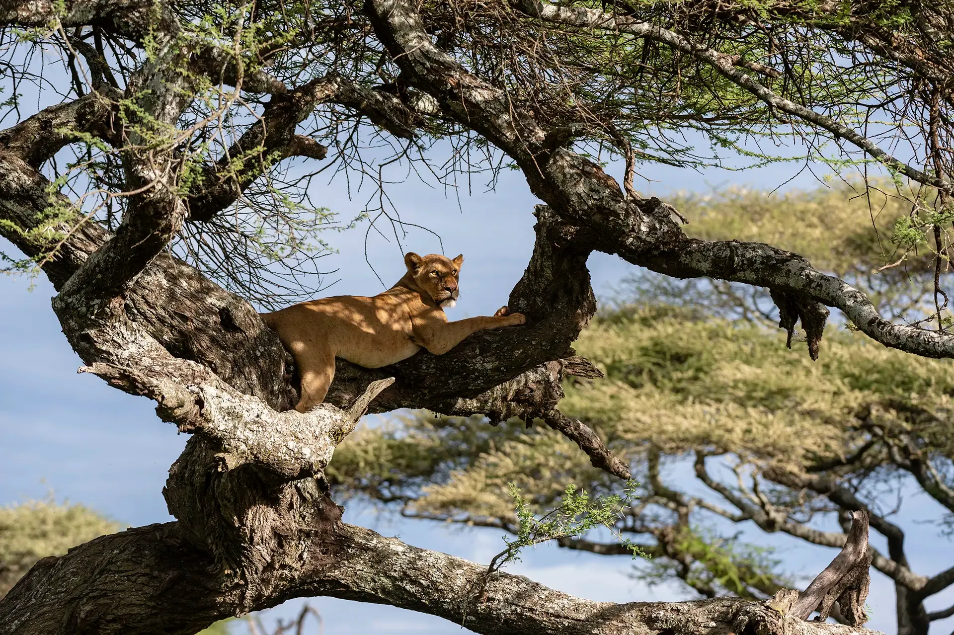 imageye___-_imgi_32_lioness-resting-peacefully-in-a-tree