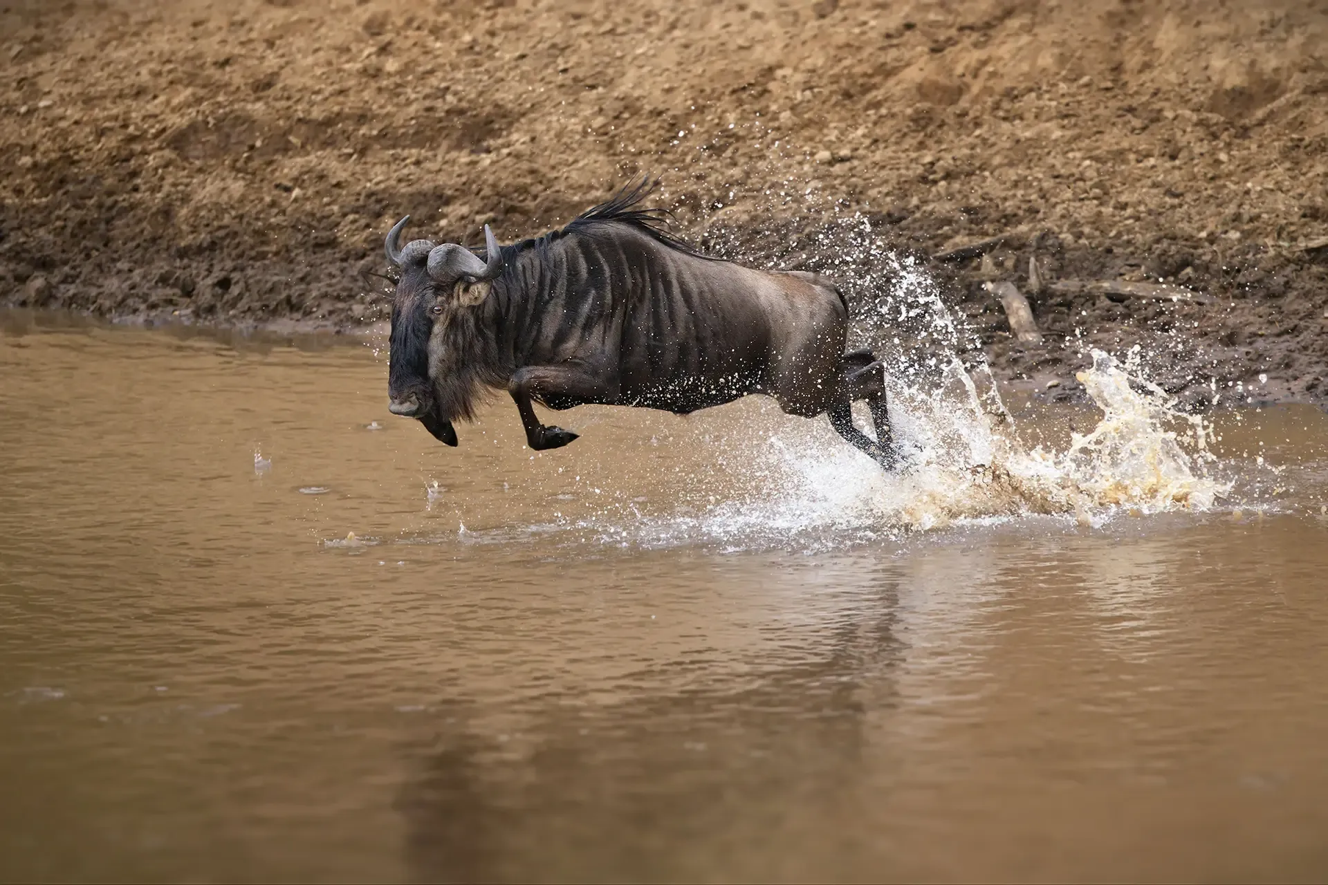 imageye___-_imgi_34_wildebeest-crossing-mara-river