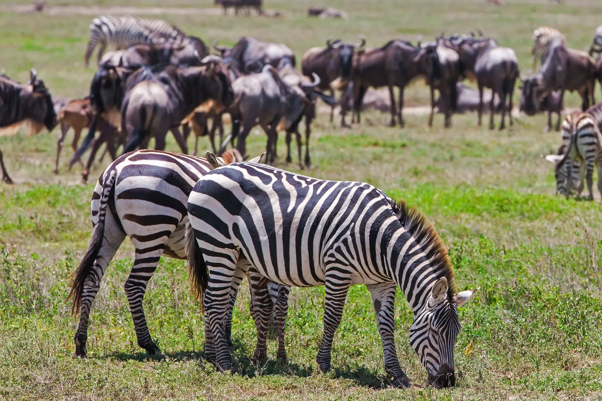 imageye___-_imgi_37_zebras-in-the-serengeti-national-park-tanzania